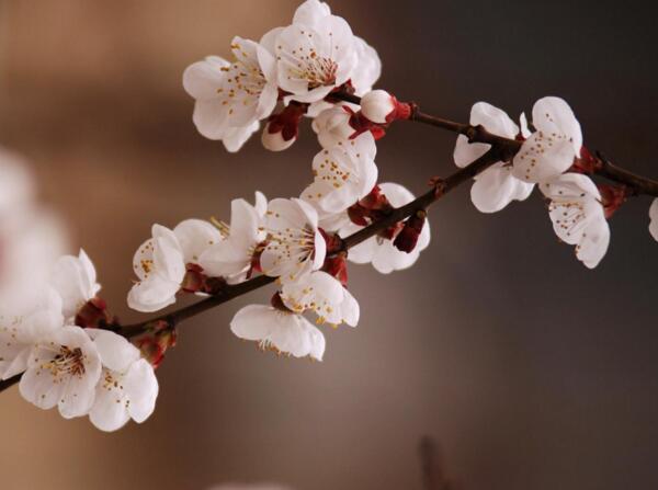 18杏花什么时候开农历2月是盛花期 附全国赏花攻略 花语网
