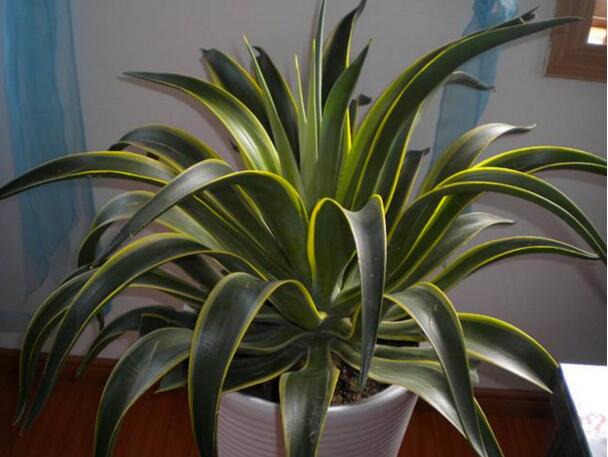 吸甲醛最好的植物，新房去甲醛最快的植物有哪些