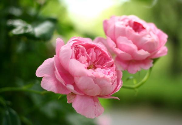 野蔷薇和蔷薇的区别 主要有四种区别(花期花语都不同)