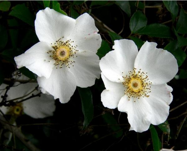 野蔷薇和蔷薇的区别主要有四种区别 花期花语都不同 花语网