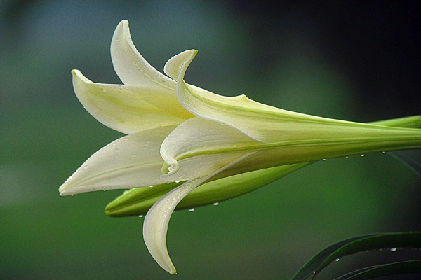 香水百合什么时候开花，香水百合一年开几次花（最多只能开两次）