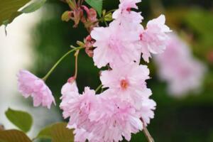 樱花树怎么种植，樱花树的种植方法和养护事项(春秋种植)