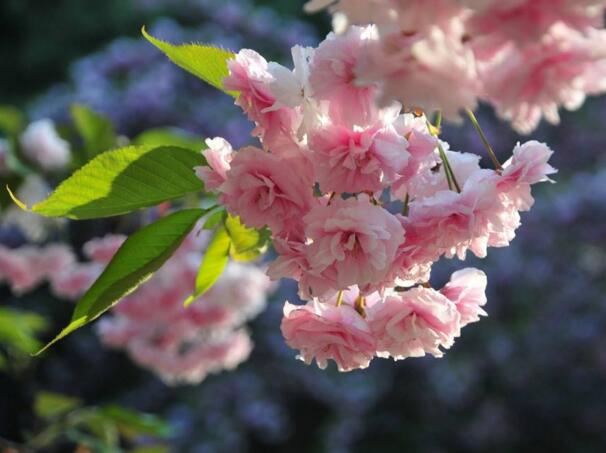 櫻花樹怎么種植，櫻花樹的種植方法和養護事項(春秋種植)
