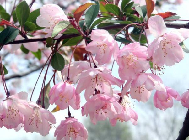 樱花如何修剪，为保证樱花树的高度需及时剪掉侧枝