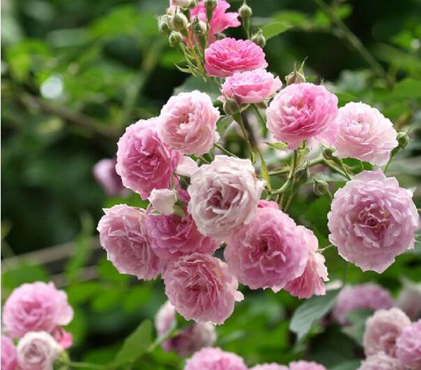 蔷薇花什么时候开花 蔷薇花开花时间5 9月 花期长达半年 花语网