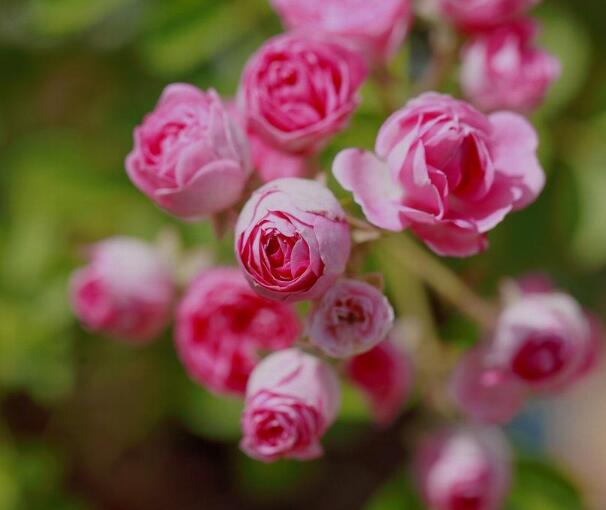 蔷薇花种子怎么种 蔷薇花种子怎样容易发芽 种子放冰箱冷藏 花语网