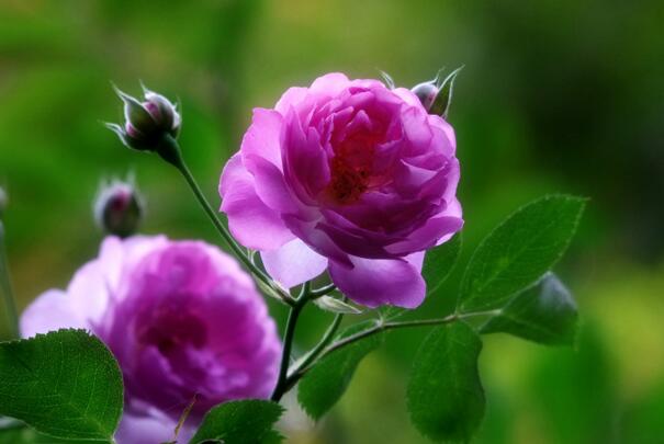 紫蔷薇代表什么意思 被禁锢的幸福 花语网