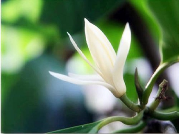 白兰花怎么养 白兰花的养殖方法和注意事项