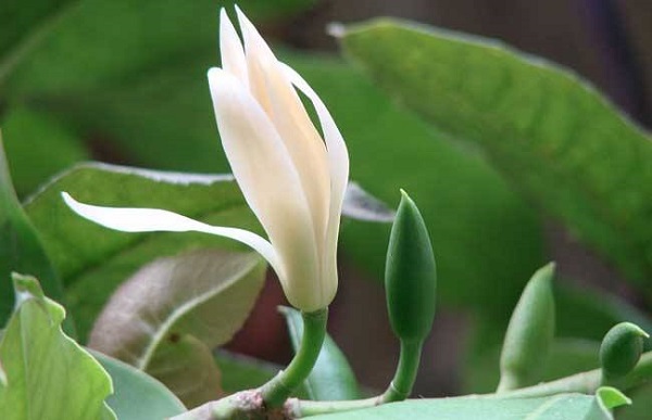 白兰花为什么不开花，白兰花枝叶旺长会导致不开花或开花减少