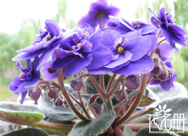 非洲紫罗兰怎么繁殖，播种/叶插/茎插/组织培养(播种叶插比较常见)