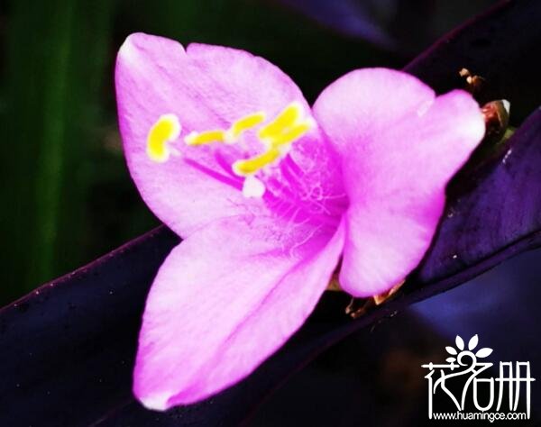 粉色紫罗兰代表什么意思，相爱到老的誓言