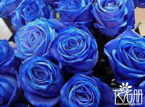 10朵蓝色妖姬代表什么意思，十全十美与天长地久