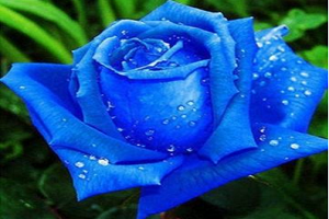 蓝色妖姬是什么花，蓝色妖姬适合送什么人（情人、爱人）