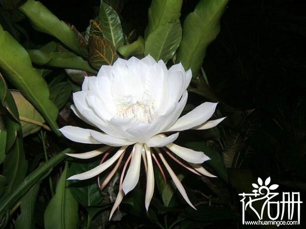 世界上最稀有的花，10种世界上最稀有的花名字