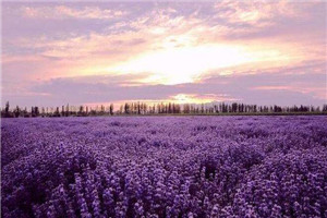新疆伊犁薰衣草什么时候开花，2018年新疆伊犁薰衣草节什么时候开始