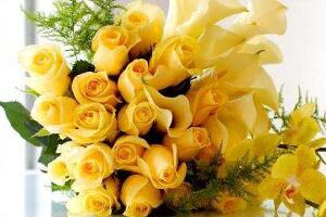 道歉送什么花，黄玫瑰是首选(黄玫瑰的花语是道歉)
