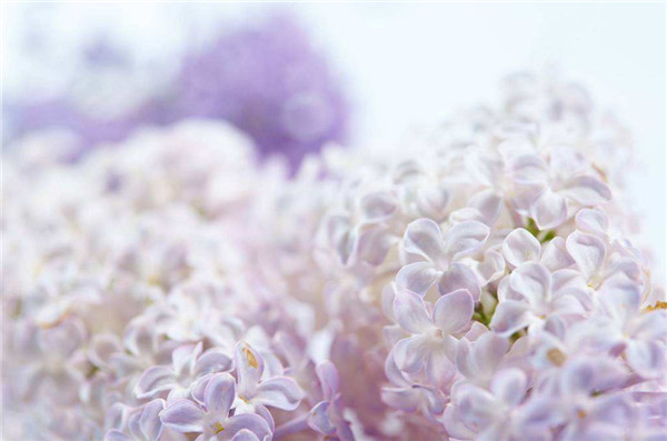 丁香花的寓意是什么，丁香花被视为爱情之花