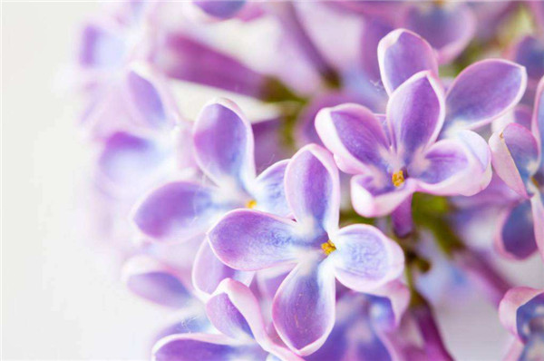 丁香花的寓意是什么，丁香花被视为爱情之花