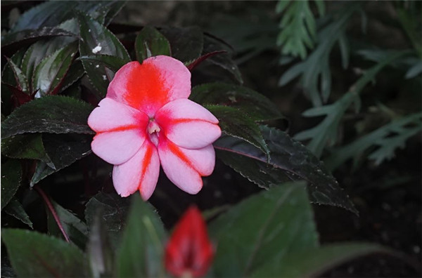 新几内亚凤仙花(五彩凤仙花)怎么养，新几内亚凤仙花种植方法