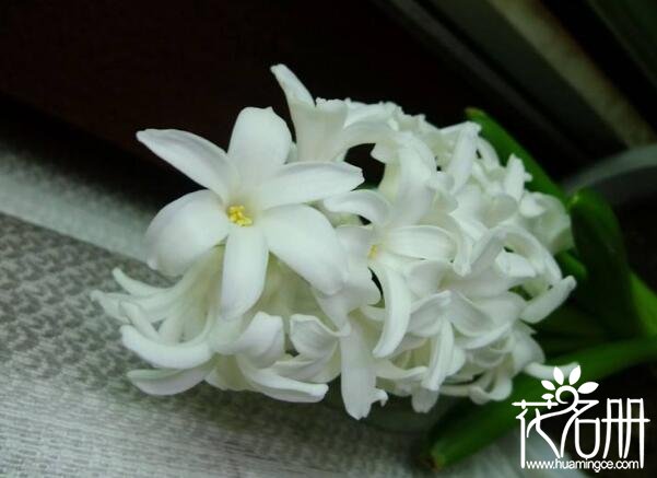 世界上最干净的花花语 睡莲是圣洁美丽的化身