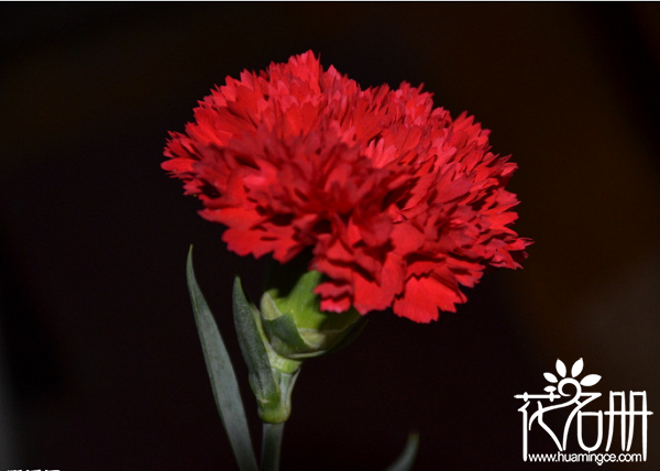 红色康乃馨代表什么，对母亲浓烈的感激之情
