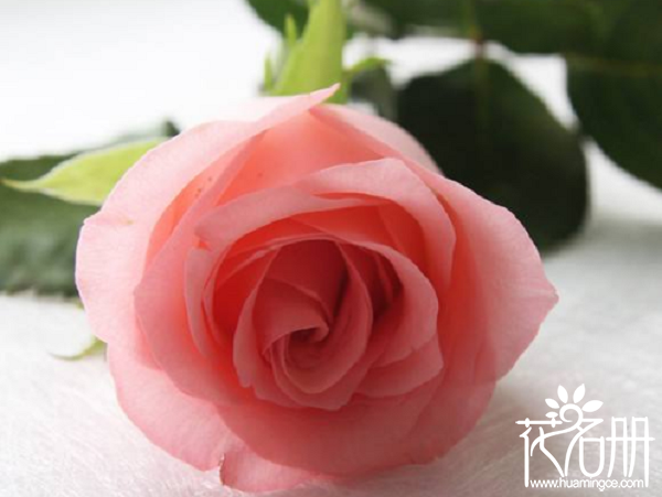 戴安娜玫瑰的花语，爱上你是我今生最大的幸福