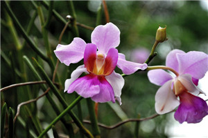 新加坡的国花是什么花，胡姬花（卓锦·万代兰）