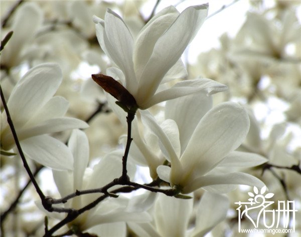 上海的市花是什么花，奋发向上的白玉兰