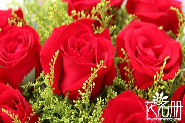 21朵红玫瑰的花语是什么，你是我唯一的最爱