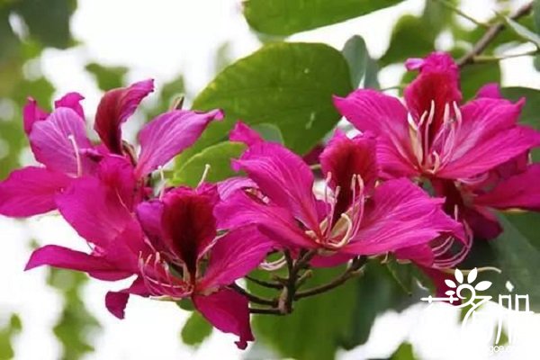 紫荆花的花语是什么，兄弟和睦