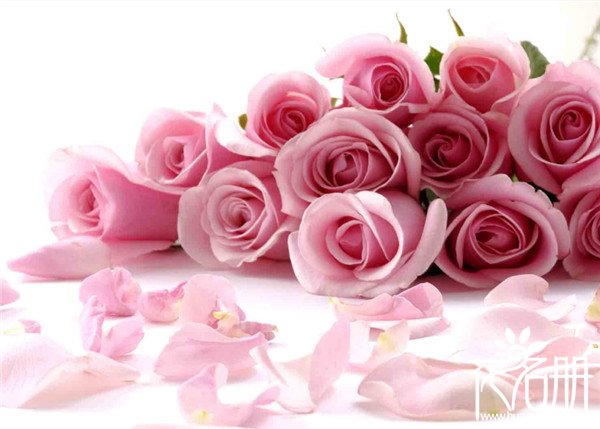 19朵粉玫瑰代表什么，19朵粉玫瑰花语是什么