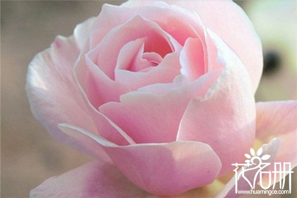 19朵粉玫瑰代表什么,19朵粉玫瑰花语是什么(爱
