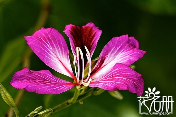 紫荆花代表什么意思，紫荆花代表的意义（家庭和睦）