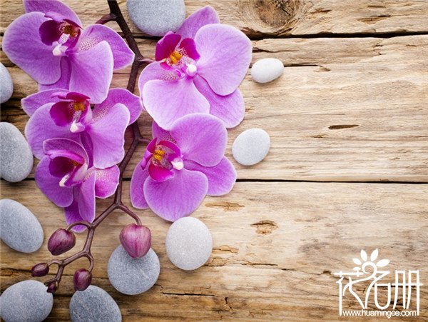 紫色蝴蝶兰花语是什么，幸福渐渐到来