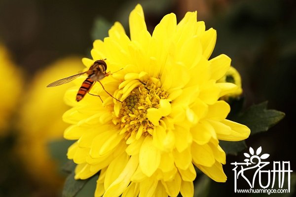 中国的国花是什么花，中国十大国花排名