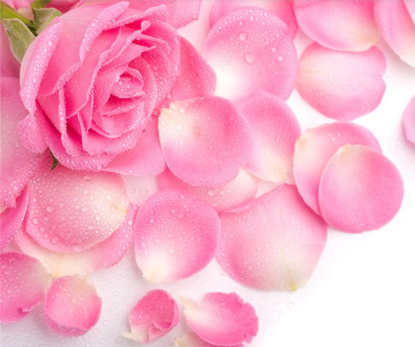 16朵粉玫瑰花语是什么，永不分离