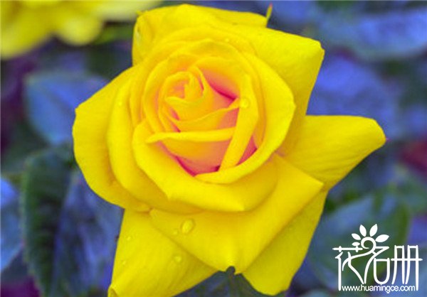 19朵黄玫瑰代表什么意思,19朵黄玫瑰花语是什
