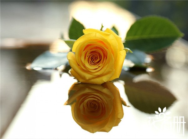 19朵黄玫瑰代表什么意思,19朵黄玫瑰花语是什