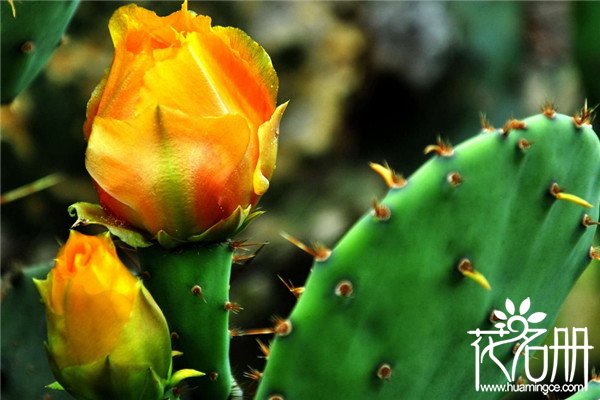 墨西哥的国花是什么花，仙人掌和大丽花
