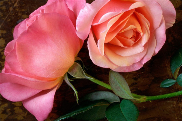 21朵粉玫瑰花语是什么，真诚的爱