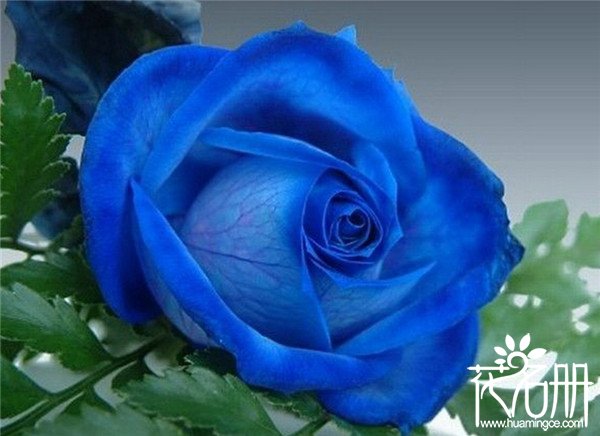 蓝玫瑰花语是什么，送蓝玫瑰代表什么意思