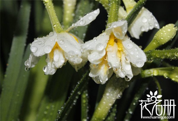 水仙花有哪些种类，最常见的15种水仙种类