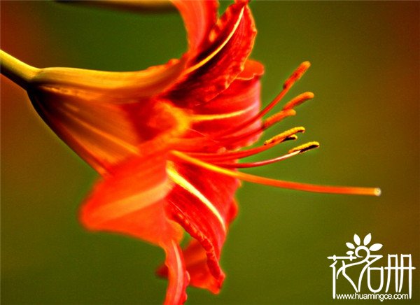 智利的国花是什么花，象征着热情似火的红百合
