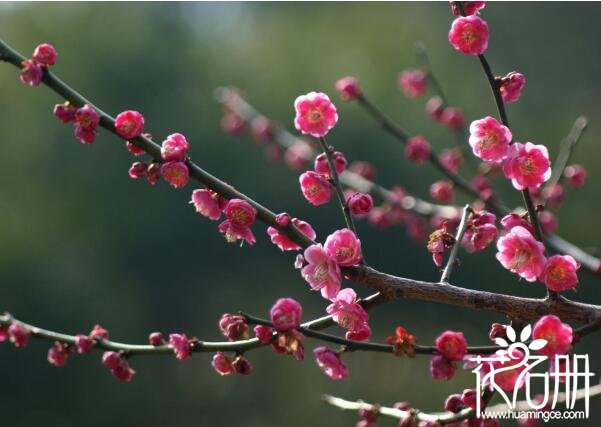武汉市的市花是什么花 1984年梅花当选武汉市市花