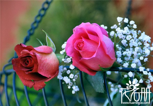 12朵玫瑰代表什么意思，对你的爱与日俱增