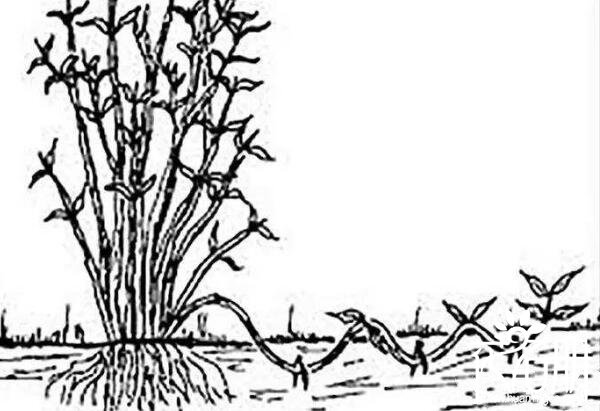金银花怎么繁殖，扦插/种子/分根/压条四种繁殖方法