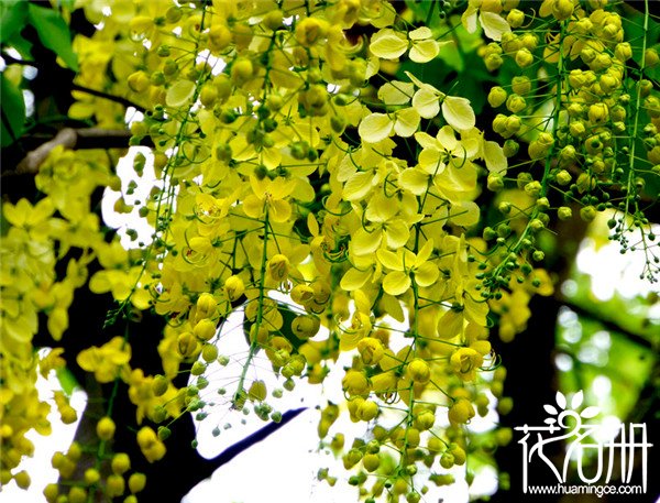 泰国的国花是什么花，皇室象征的金链花