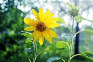 太阳花的象征意义是什么，太阳花象征沉默的爱