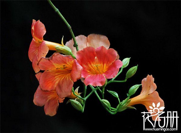 凌霄花是什么花，代表敬佩和声誉的慈母之花