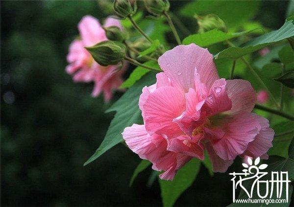 芙蓉花什么时候开 有稳定的生长环境可全年开花 盛花期8 10月 花语网